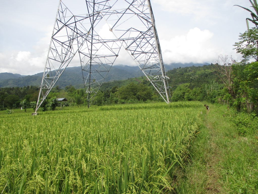 Persawahan Gampong Lhok Keutapang